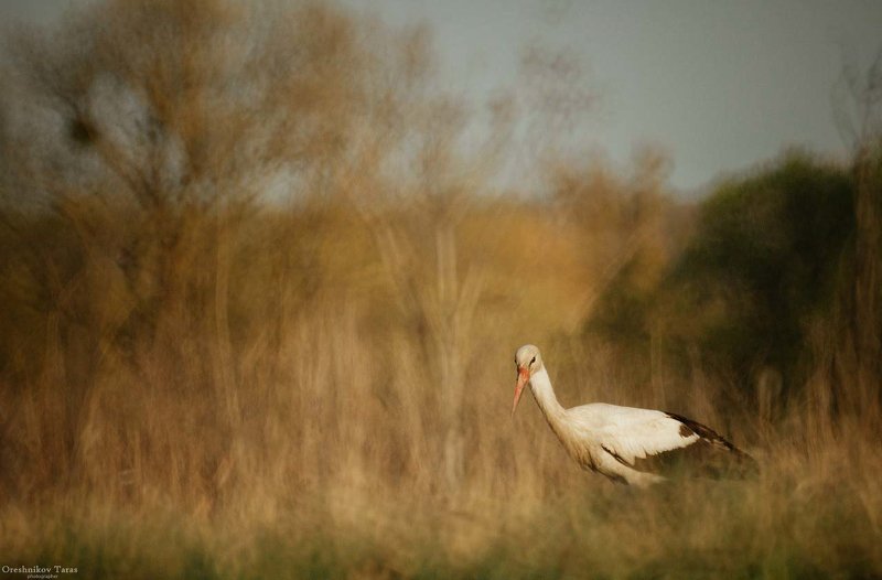 аист,птицы,лелека,боцюн,природа,весна, Аистphoto preview