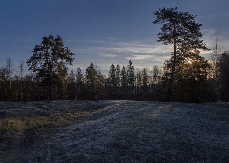 иней, май, пейзаж, россия, керженец, сосны Майский инейphoto preview
