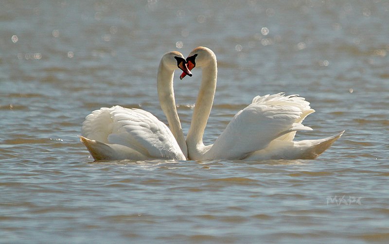 животные птицы весна лебеди-шипуны пара Это любовь...photo preview