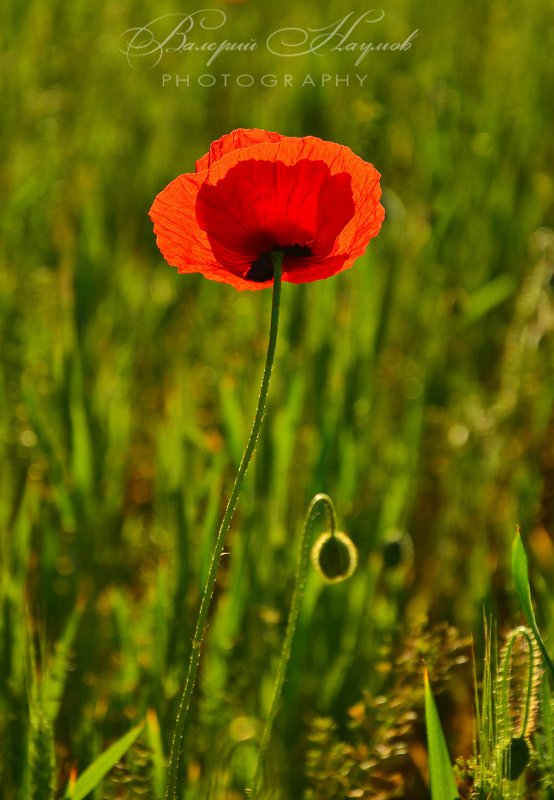 весна, май, маки Красный торшер фото превью