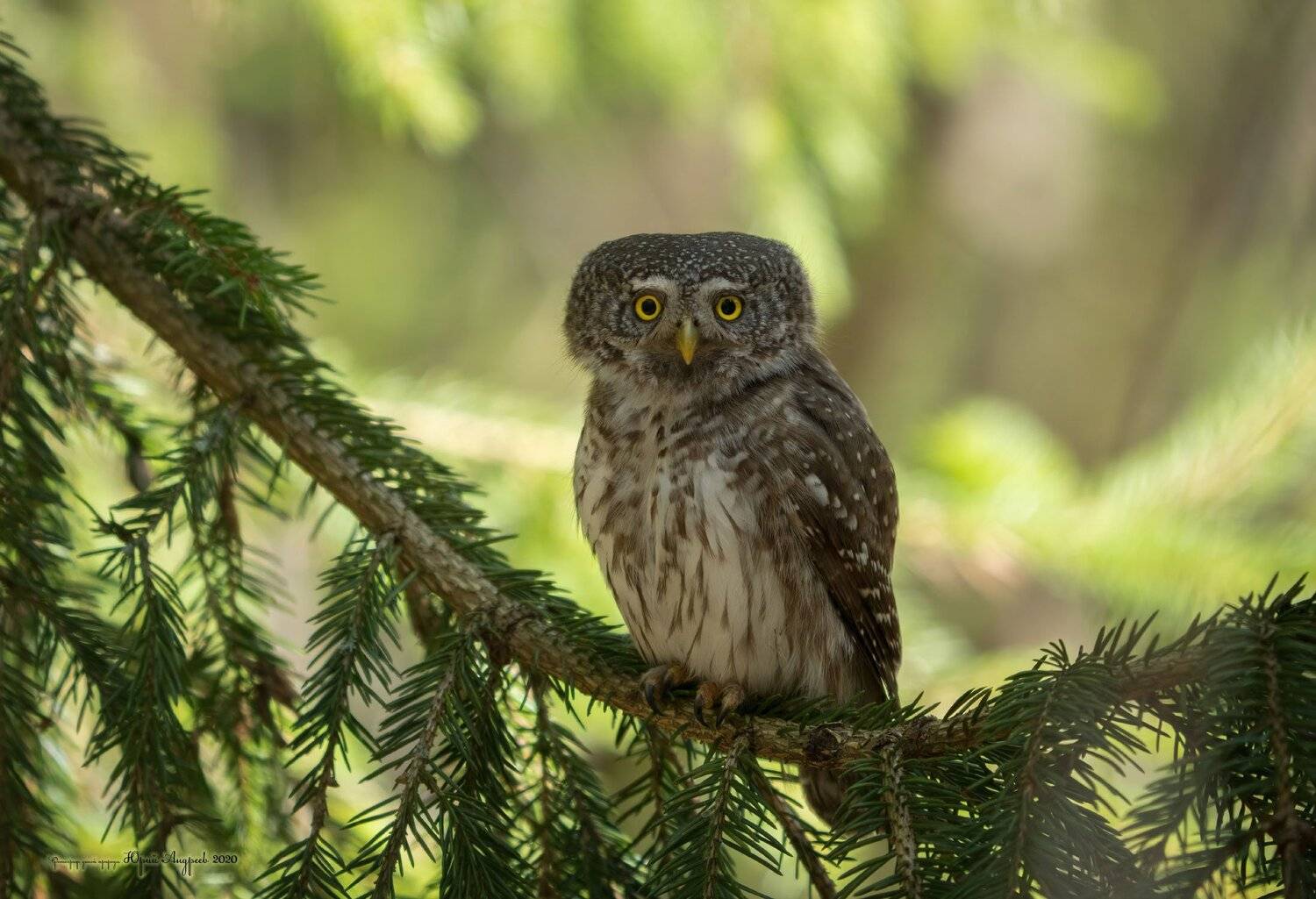 Свежо в тени жаркого дня. Автор: Юрий Андреев сыч-воробей, eurasian pygmy-owl, сова, птица, ель,, Юрий Андреев