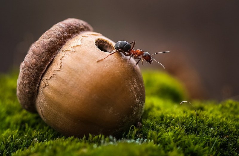 Из жизни муравьевphoto preview