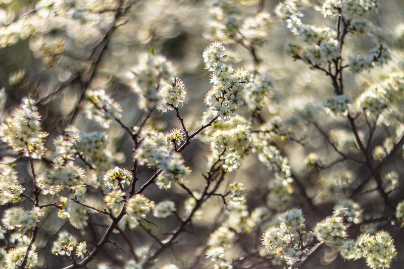 цветы, весна photo preview