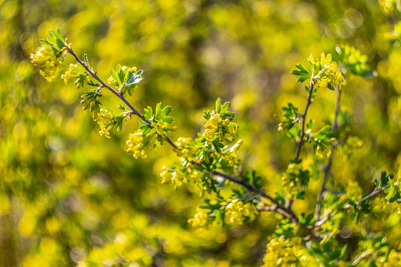 цветы, весна photo preview