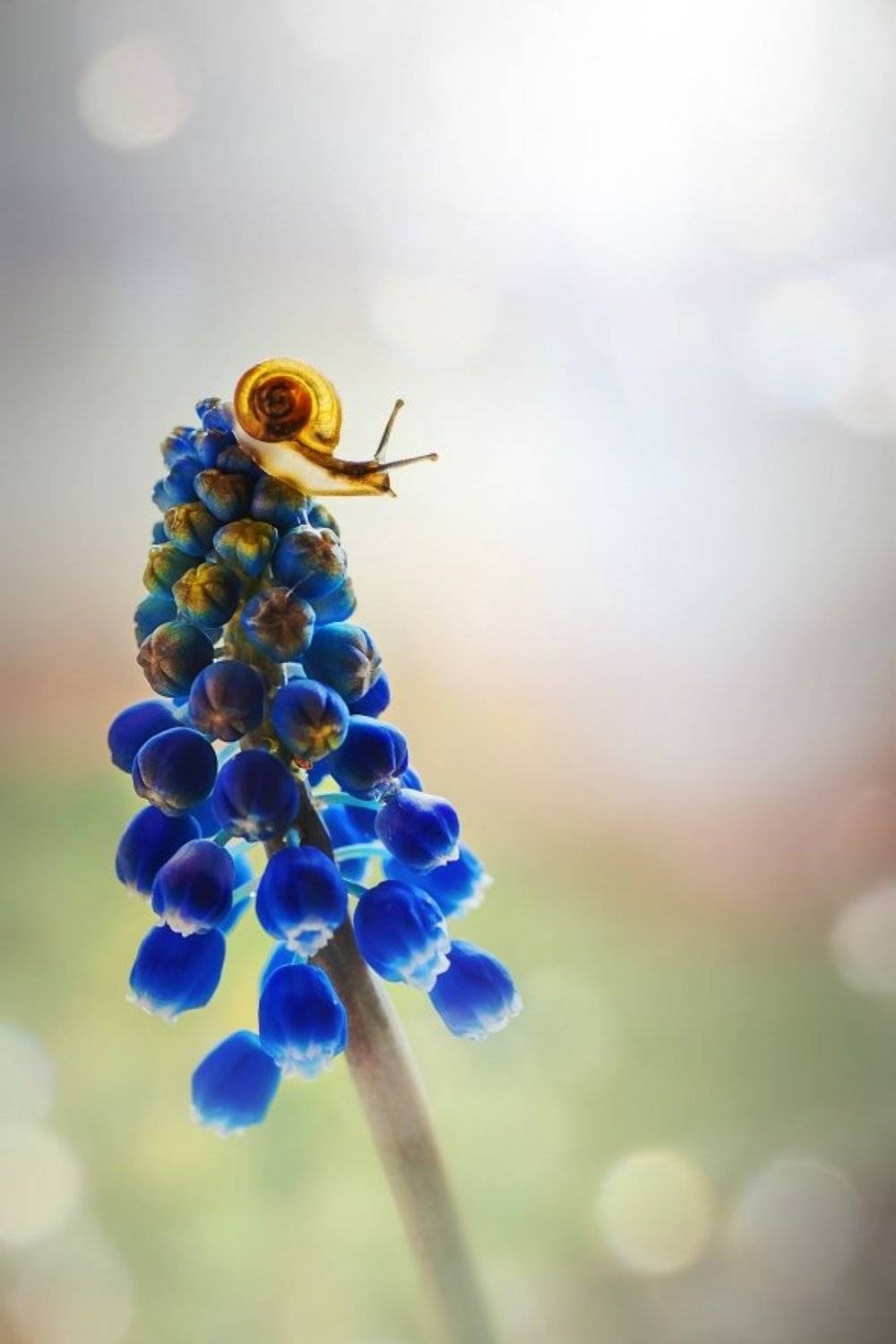 , Юлиана Джус