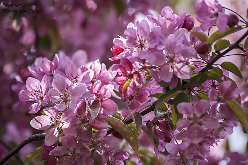 Весенний привет...photo preview