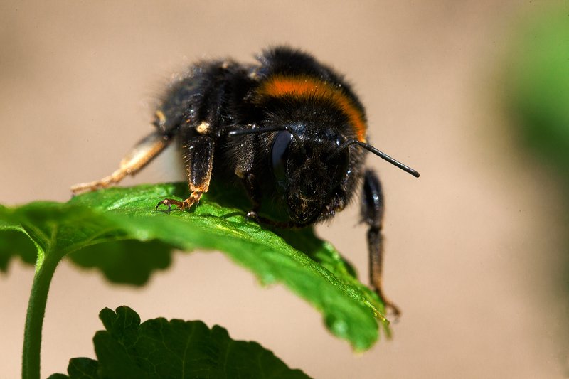 Пчелиный барин фото превью