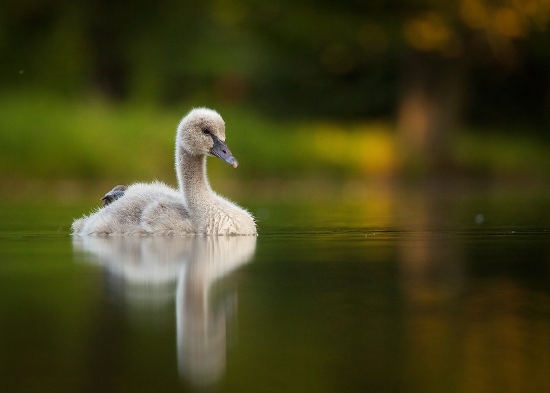 Black swan babyphoto preview
