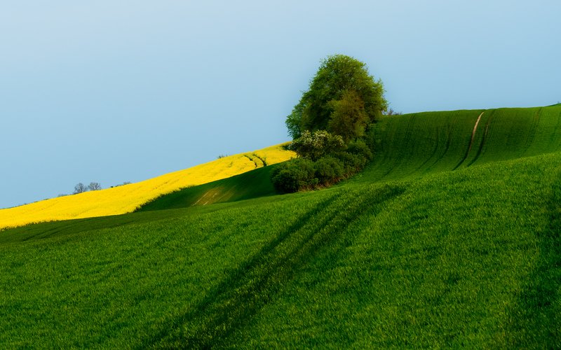 Rzepakowe polaphoto preview