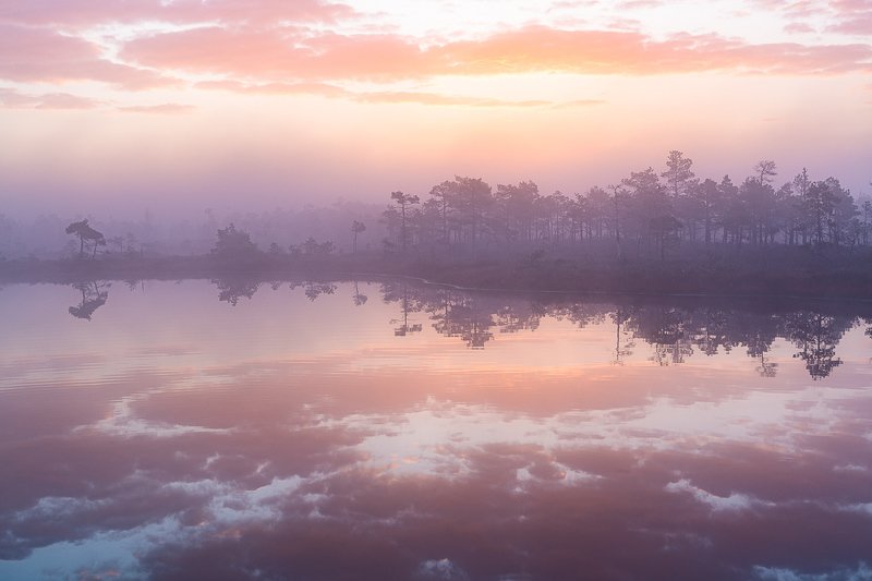 bog,swamp,marsh,pink,swamp,kemeri,latvia,landscapes,fog,sunrise,lake,forest,reflection Pink morningphoto preview