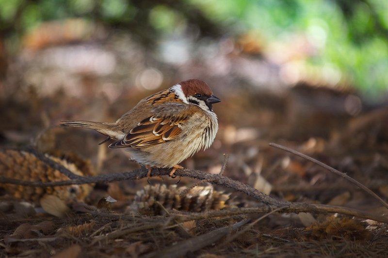 canon 55-250, beautiful, красивый, moment, момент, nature, природа, wildlife, живая, spring, весна, весенний, bird, птица, sparrow, воробей, scruffy, нахохленный, Кажется, здесь кто-то чем-то недоволен... :)photo preview