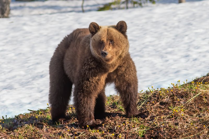 медведи,север,природа,коми,встреча,фото охота,весна,три медведя,печора,животные,хищники,bears, north, nature, komi, meeting, photo hunting, spring, three bears, pechora, animals, predators, Три медведяphoto preview