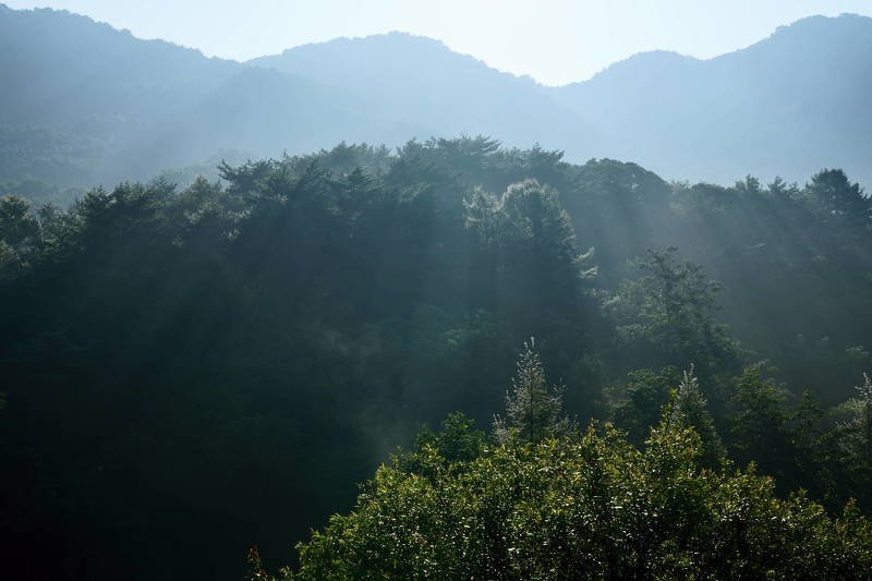 south korea, gangwondo, autumn, mountain, nature, morning, sunlight, fog, forest, beam, backlight Sunlight beamphoto preview