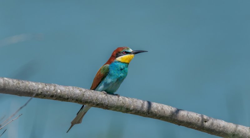 На ветке над рекойphoto preview