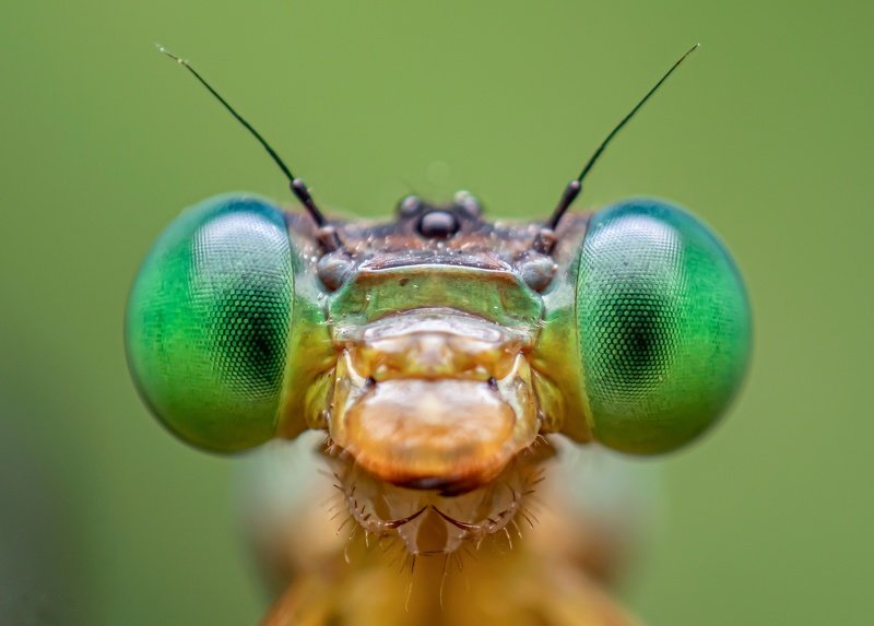 macro wildlife closeup insects spiders Portrait of Damselflyphoto preview
