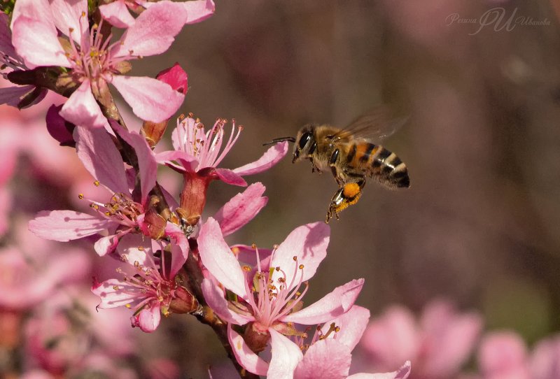 пчёлы, пчела, мёд, пыльца Жужаphoto preview