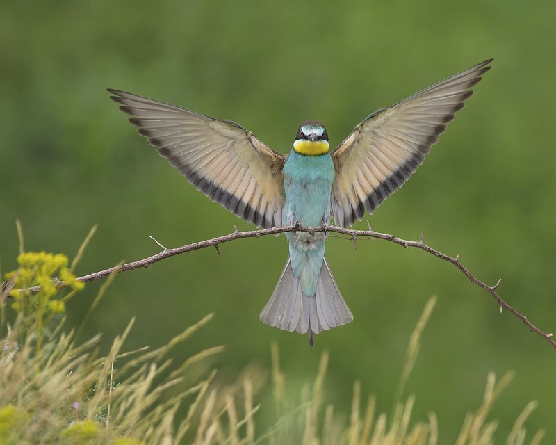 Щуркаphoto preview