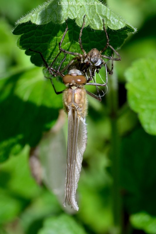 Волшебное преобразованиеphoto preview