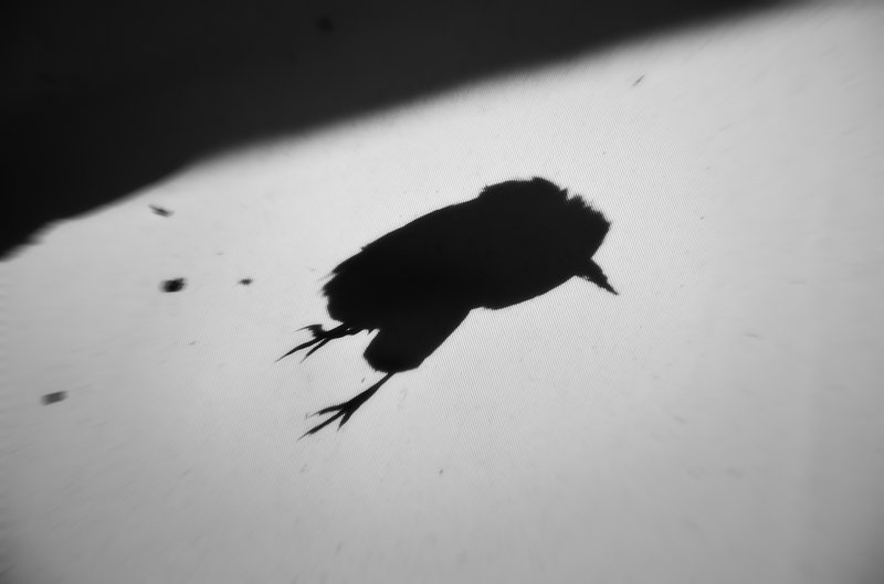 Мамбуру..photo preview