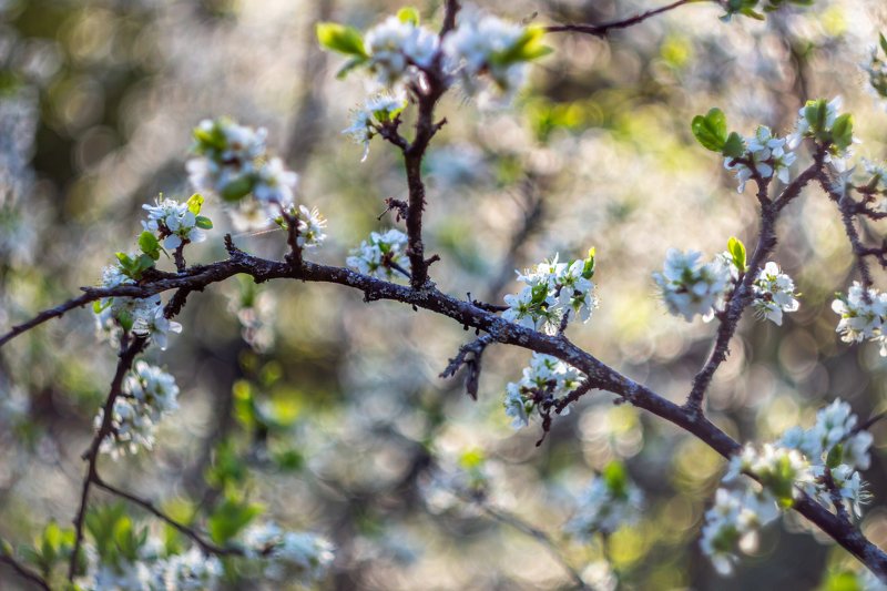 цветы, весна photo preview