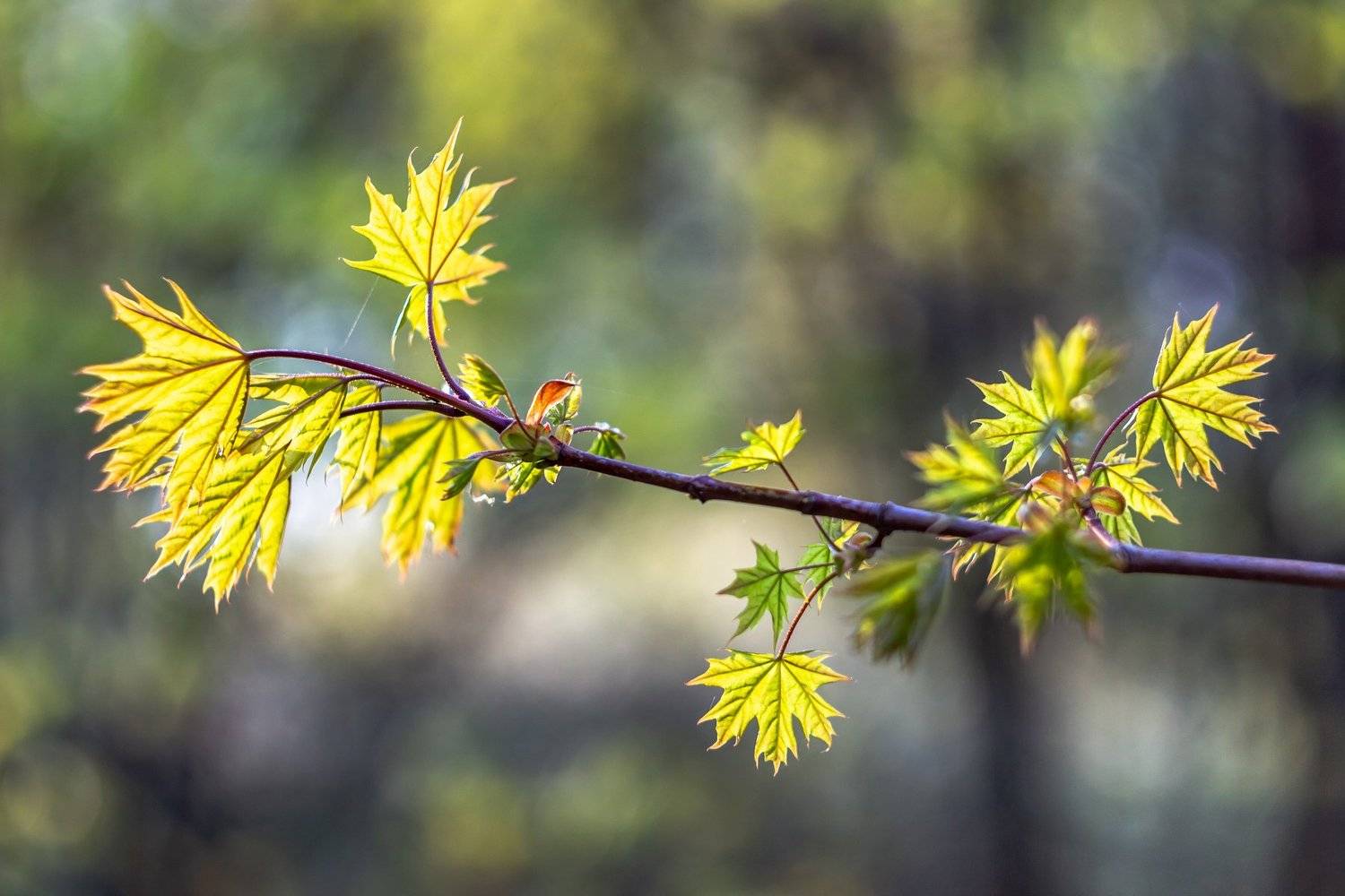 Автор: Руслан Востриков клён, весна, листья, лес, Руслан Востриков