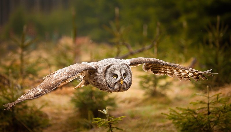 Запертая соваphoto preview