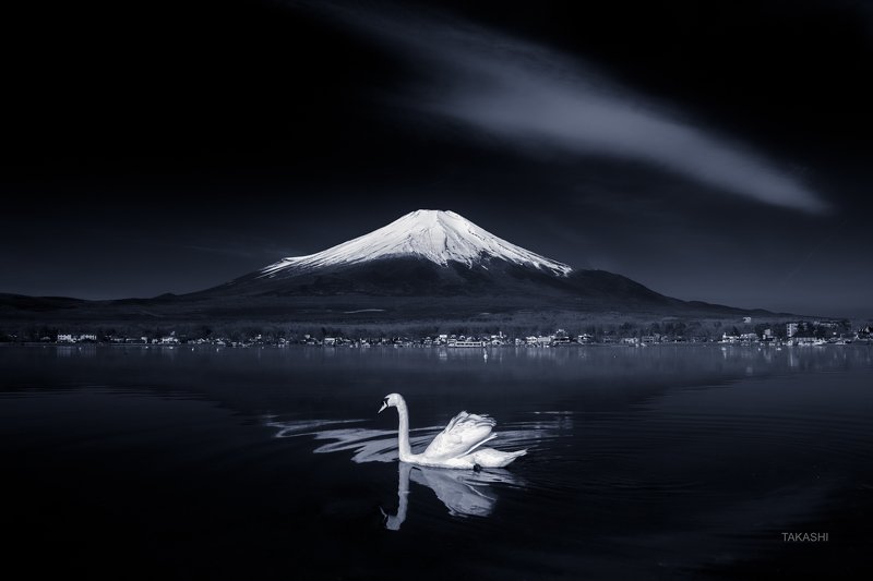 Fuji,Japan,mountain,swan,bird,cloud,lake,water,refelection,swim Swan on mirrorphoto preview
