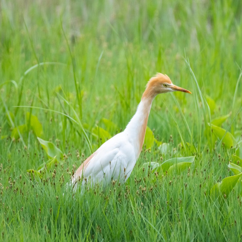 утки мандаринки, цапля египетская, камышница Обитатели Протоки Солёнойphoto preview