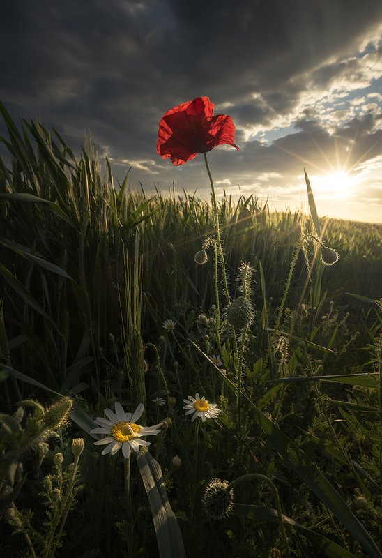 nature, landscape, spring, flowers, sun, beam, dramatic, sky Spring flight фото превью