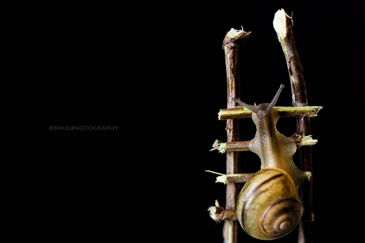 улитка, макро, макромир, природа, весна, фон, цвет, , Дмитрий Гусалов