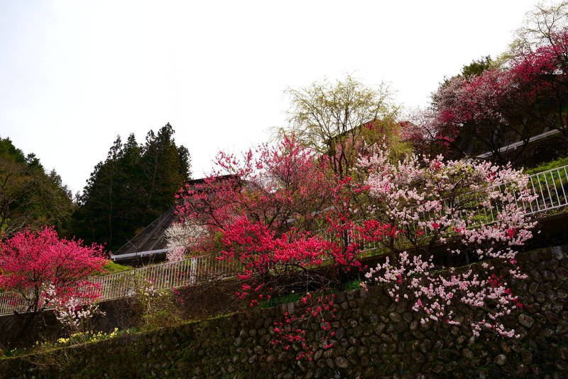 japan, nagano, peach, flower, red, pink, white, three colors, spring, colorful, mountain village, springtime in mountain villagephoto preview