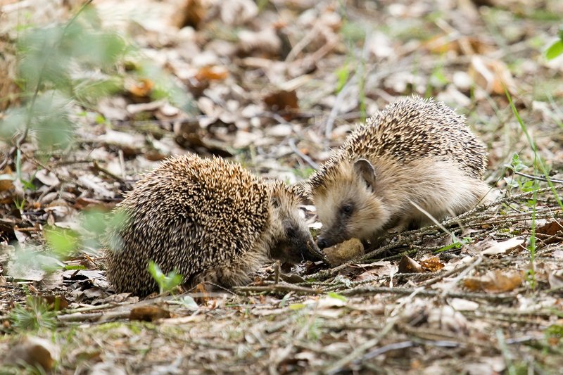 ежи, весна, любовь Ежиные ухаживания)photo preview