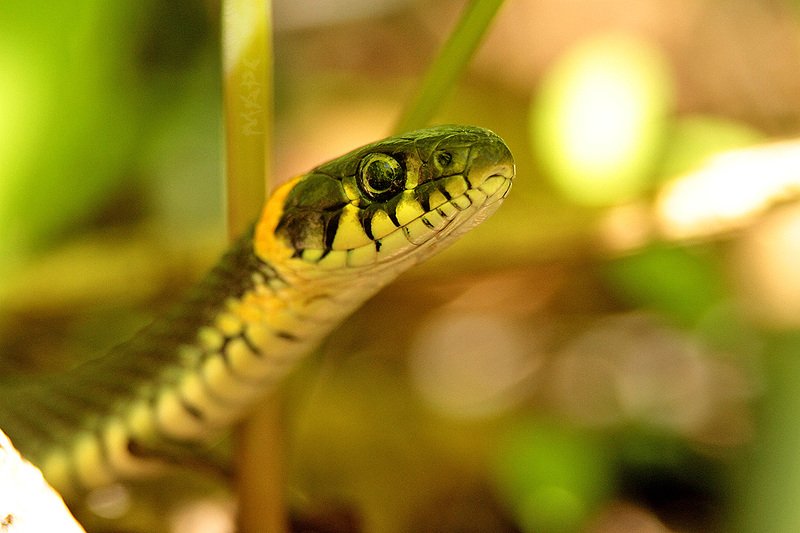 животные рептилия весна змея уж Взгядphoto preview