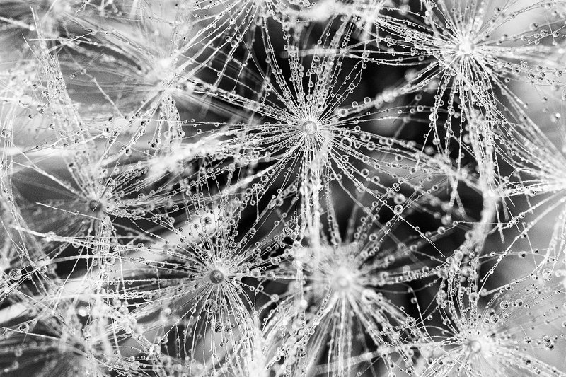 #drops #blackandwhite #macro #dandelion #spring #b&w #nature #abstract #fineart  Dropsphoto preview