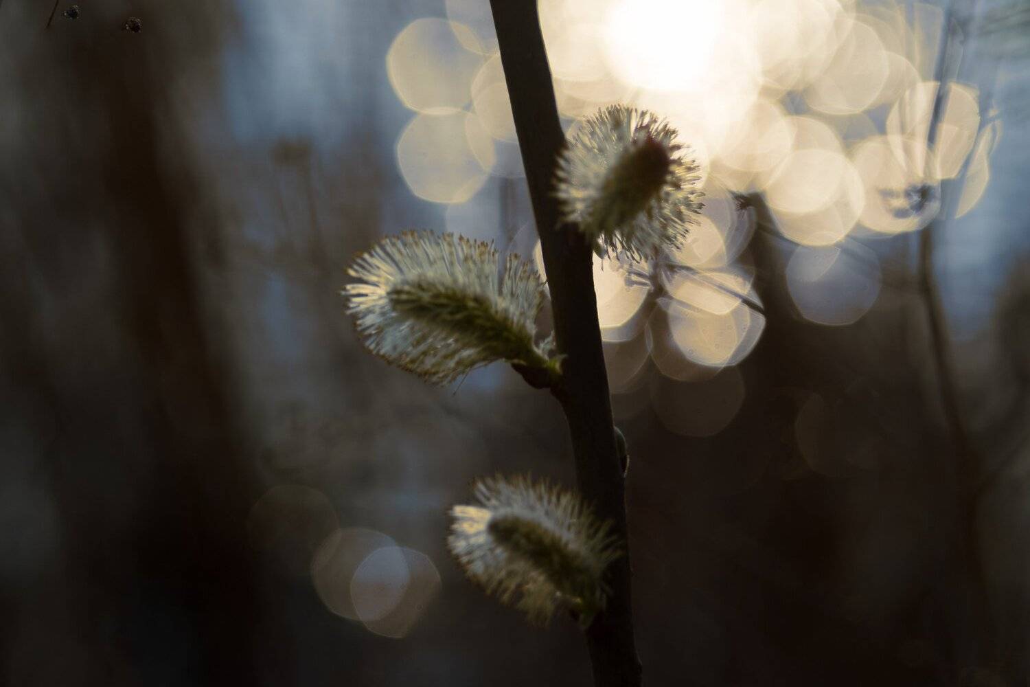 Ветка ивы. Автор: Алексей Рыльский гелиос, 44м, 6, мс, Алексей Рыльский