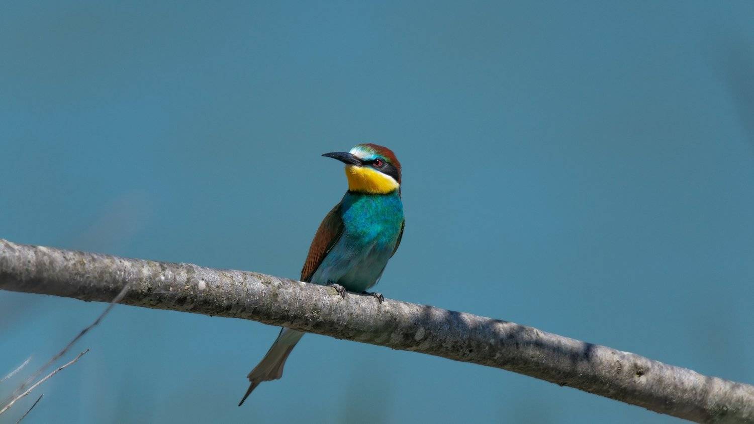 , Alexander Plekhanov