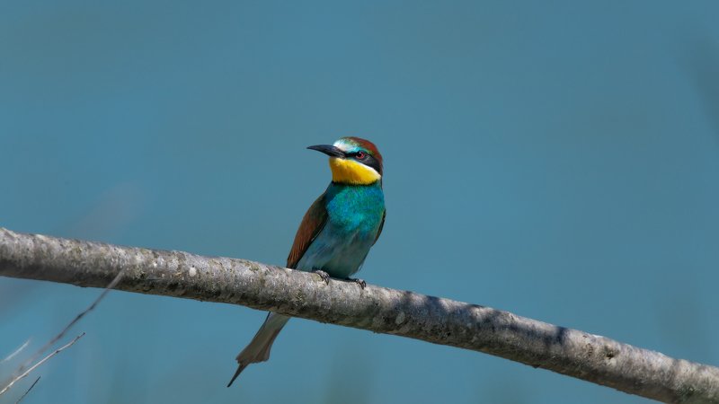 ЩУРКА ЗОЛОТОИСТАЯphoto preview