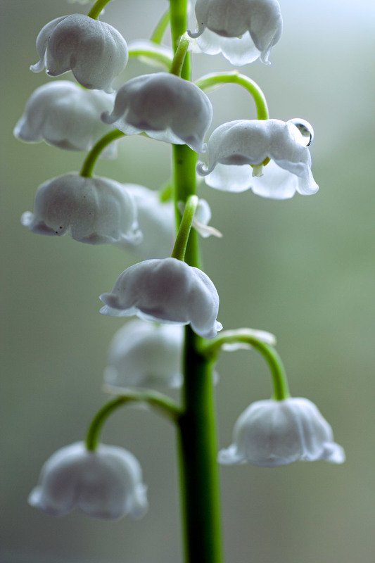 южный урал,оренбургская область, орск, новотроицк, Просто Ландыш фото превью