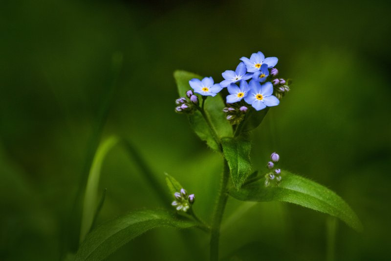 Цвет неба в изумрудном обрамлении.photo preview