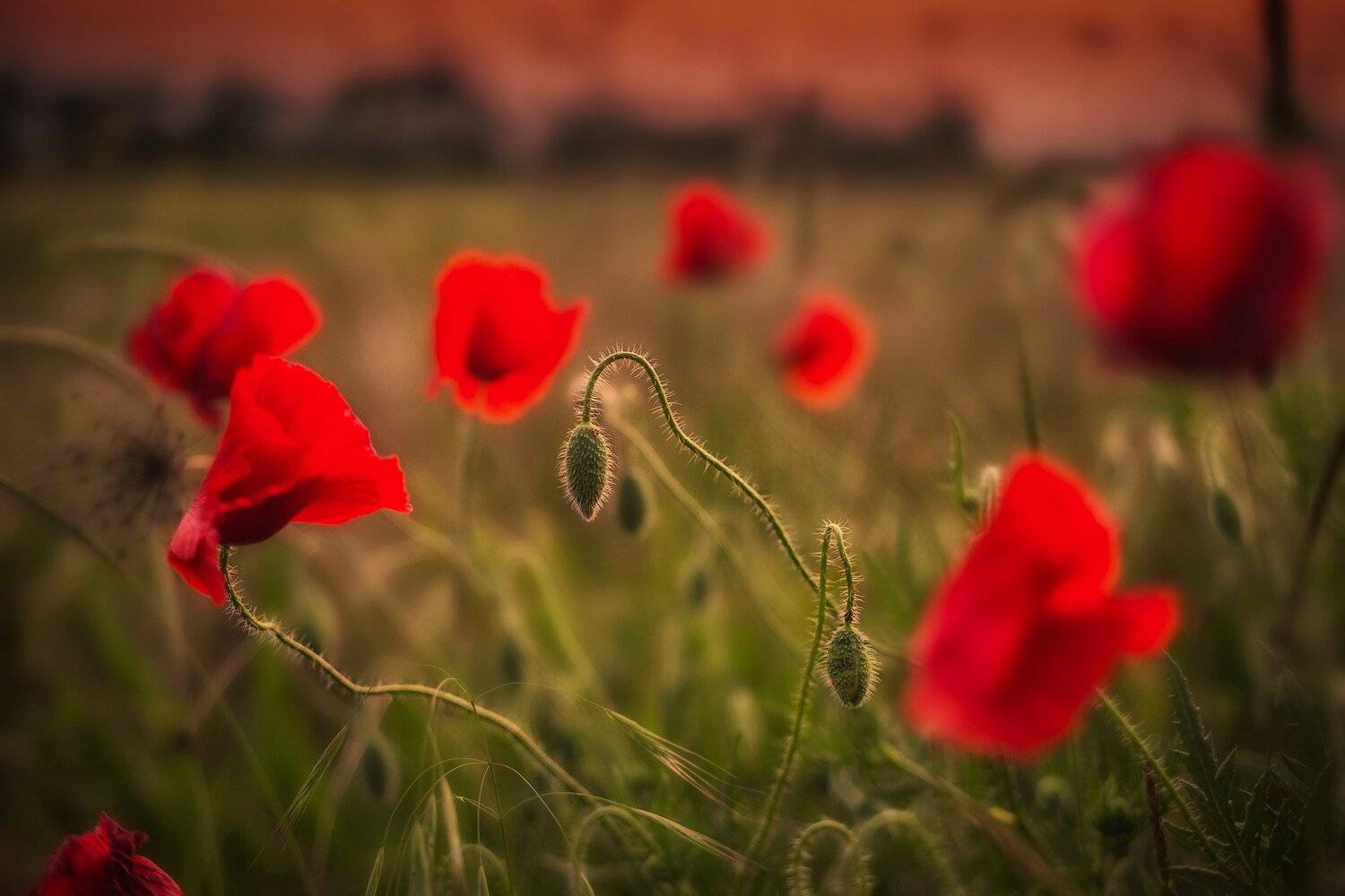 Маки на закате. Автор: Павел Сагайдак , Павел Сагайдак