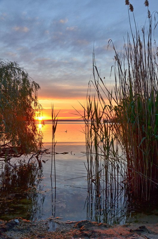 утро, рассвет, восход, весна, май, чомга Свидетель восходаphoto preview