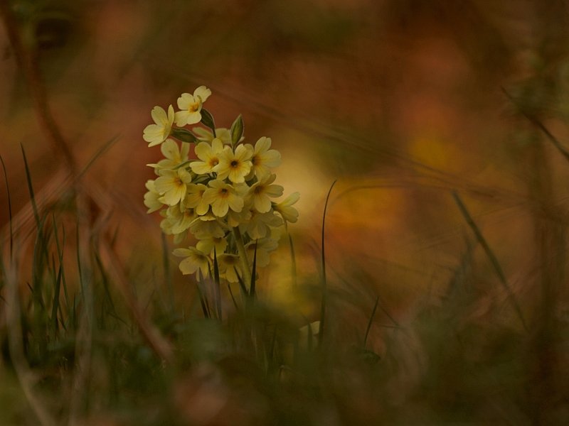 Primula...photo preview