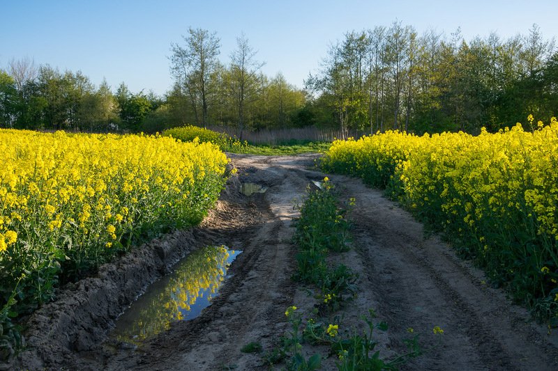 Через поле вечеркомphoto preview