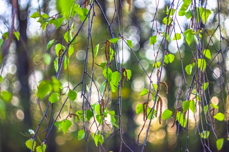 май, листья, весна, берёза photo preview