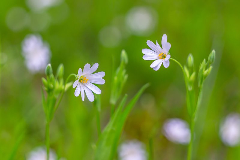 цветы, весна photo preview