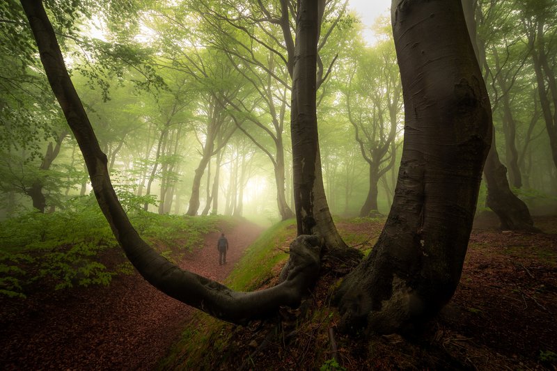 landscape, nature, forest, fog, mist, spring, tree, trees, person, czech republic, woodland In the forest of ghostsphoto preview