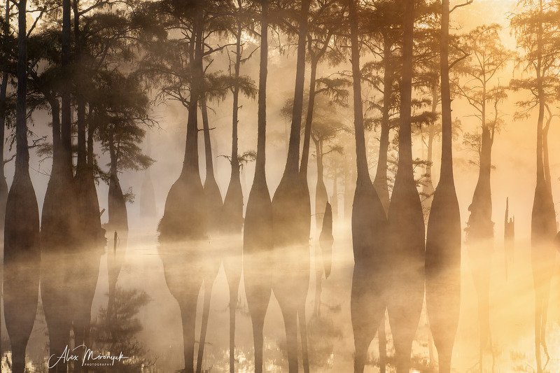 кипарис, болото, озеро, отражение, вода, туман, утро, осень, фото-тур, США Золотые Кипарисыphoto preview