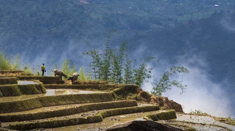 Y tý, Vietnamphoto preview