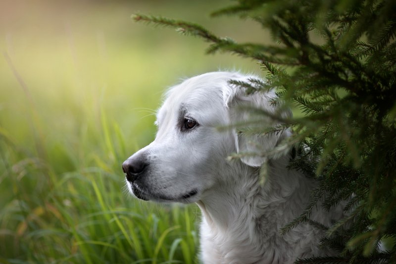 собака, животные, dog, animal, портрет, лес, на природе, в лесу, белый, white, forrest, pet, canon Портретphoto preview