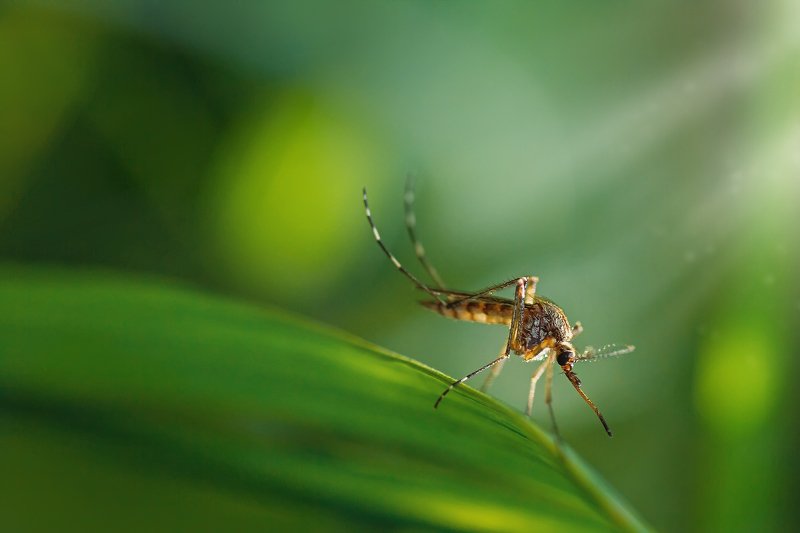 трава,свет,лес,деревья,облака,ветки,цветы,поле,небо ***photo preview